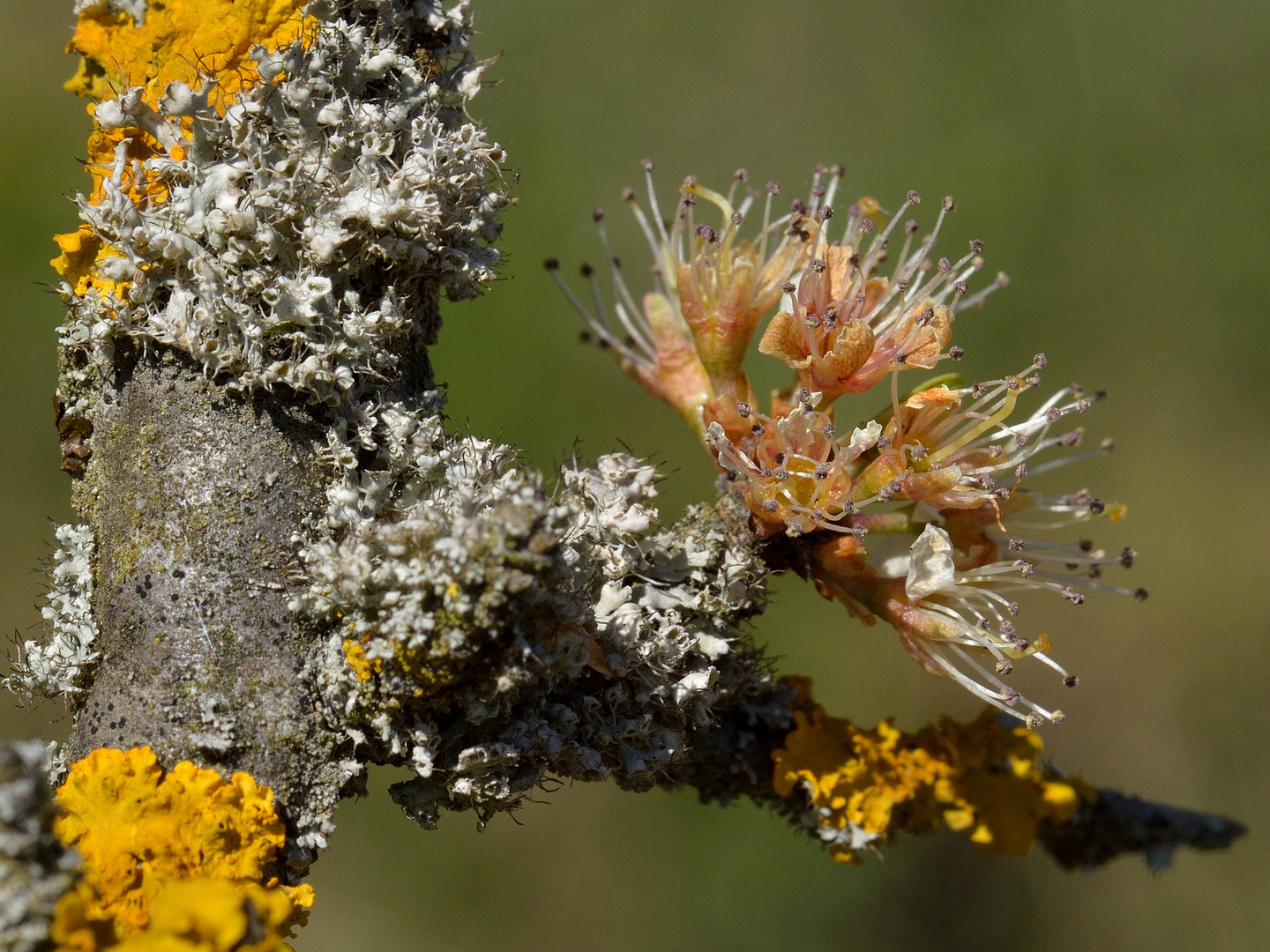 Prunus spinosa, Schlehdorn