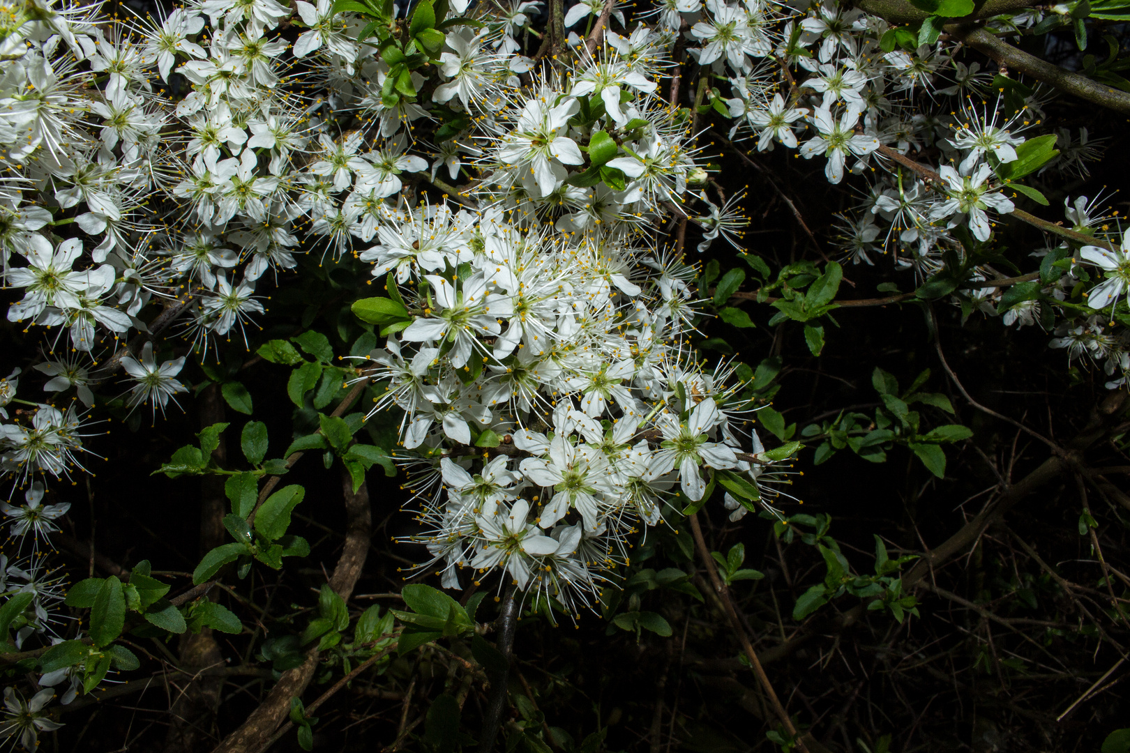 Prunus spinosa  V