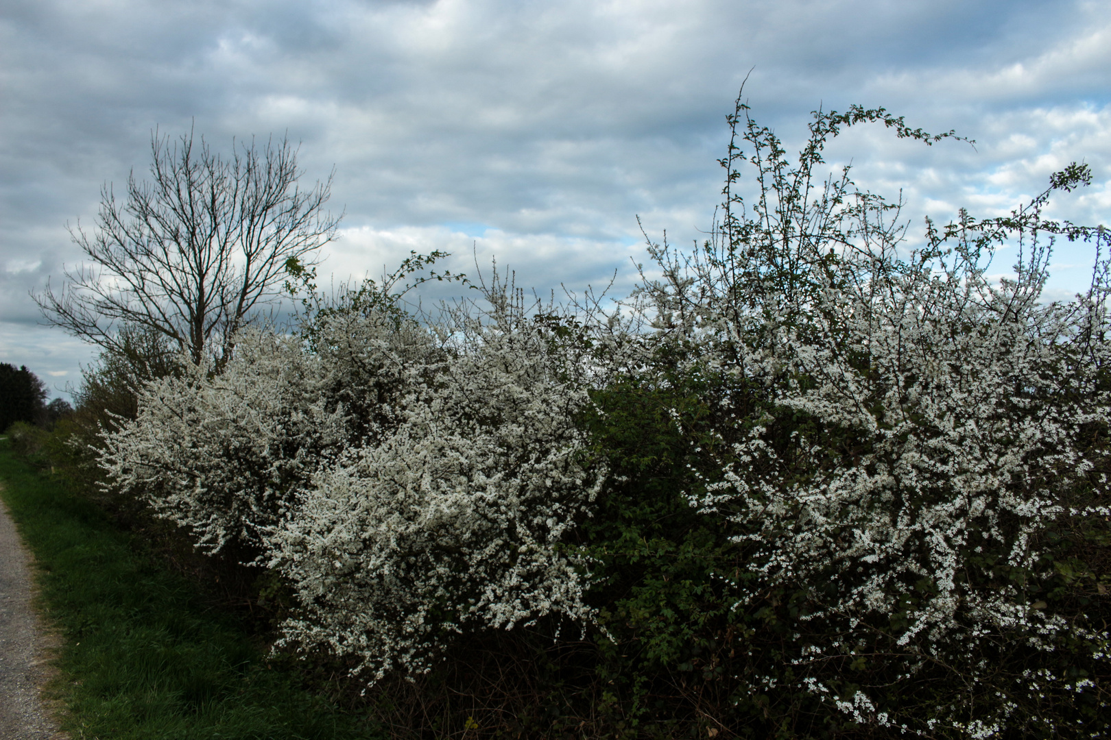 Prunus spinosa VI