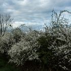 Prunus spinosa VI