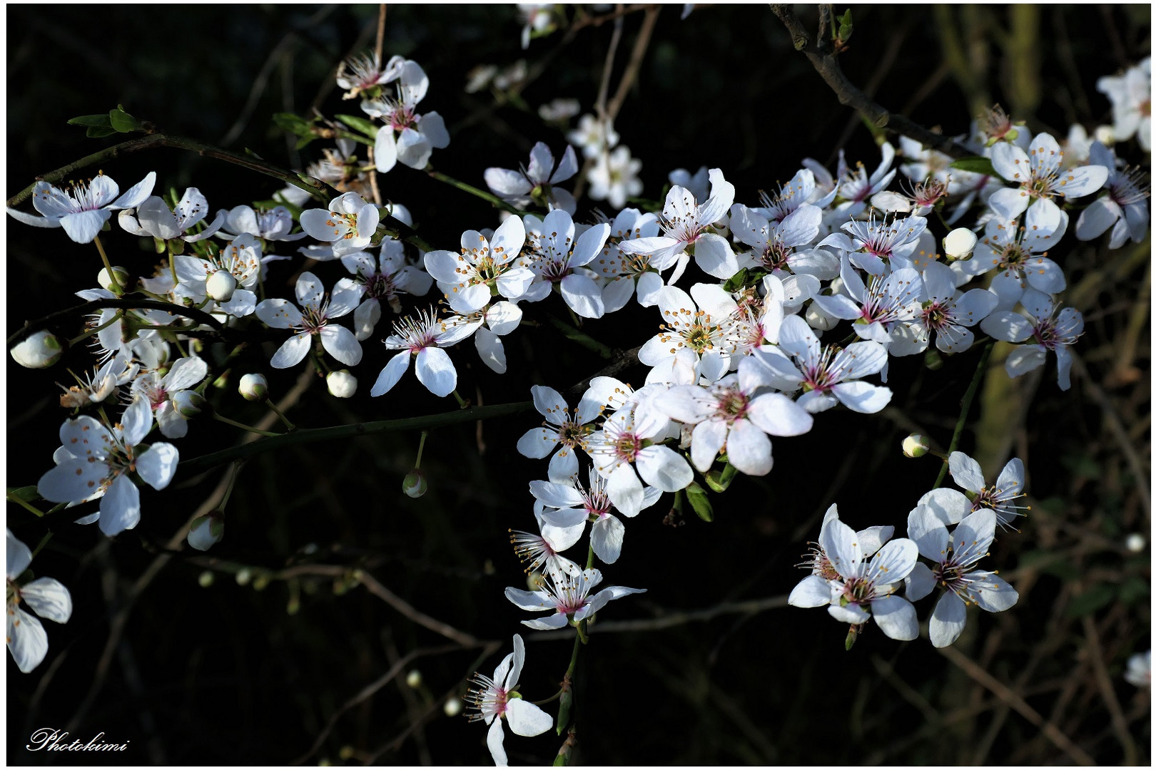 Prunus (X)