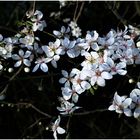 Prunus (X)