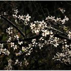 Prunus (XI)