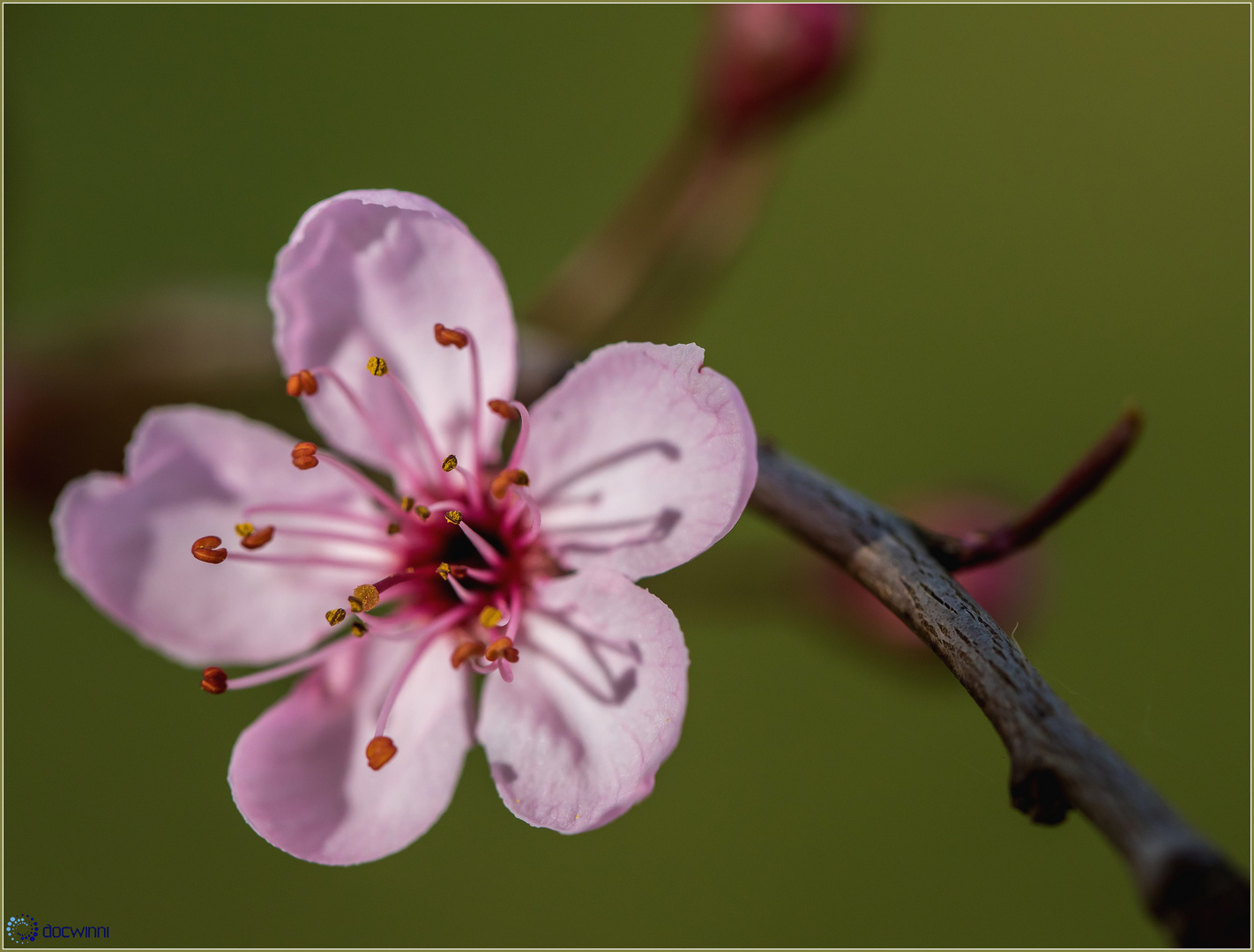 Prunusblüte