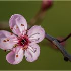 Prunusblüte