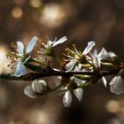 Prunusblüte in der Rheinaue