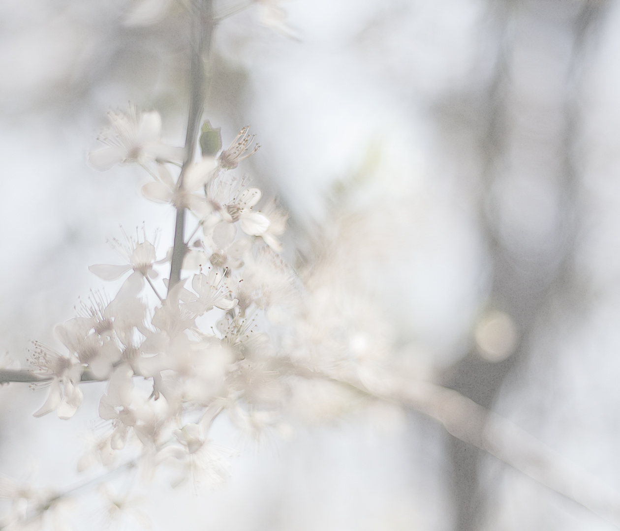 Prunusblüten