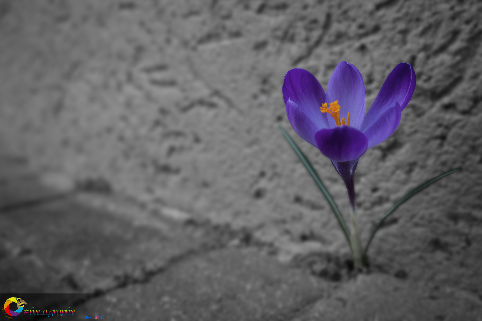 pruple_flower