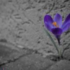 pruple_flower