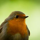 PRYING ROBIN