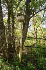 Prypiat - Streetlight Pushed Aside by a Growing Tree