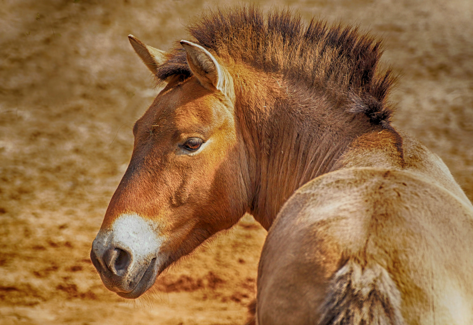 Przewalski