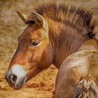 Przewalski