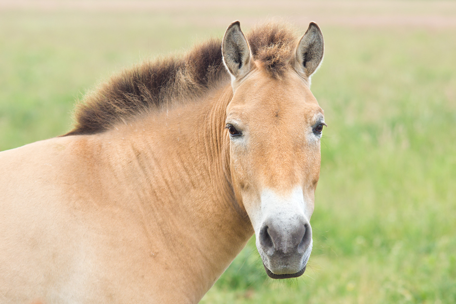 przewalski