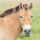 przewalski