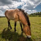 Przewalski