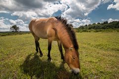 Przewalski