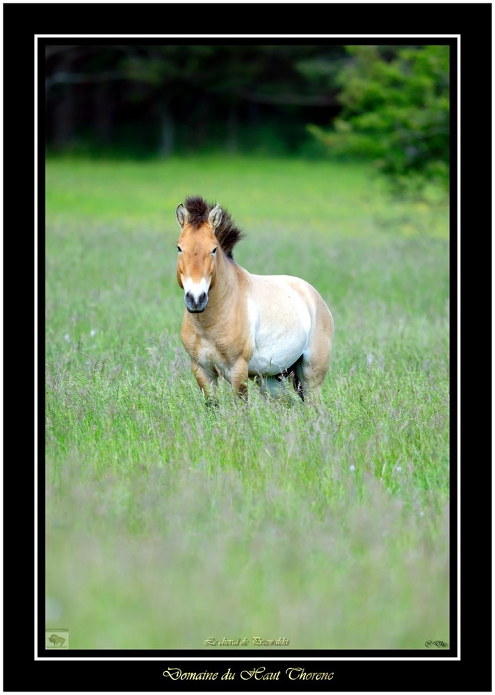 przewalski étalon