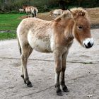 Przewalski Fohlen