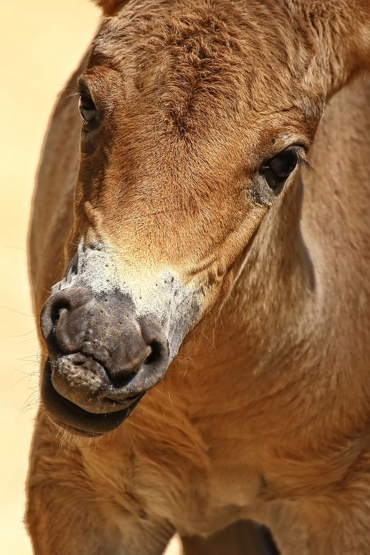 "Przewalski Fohlen"