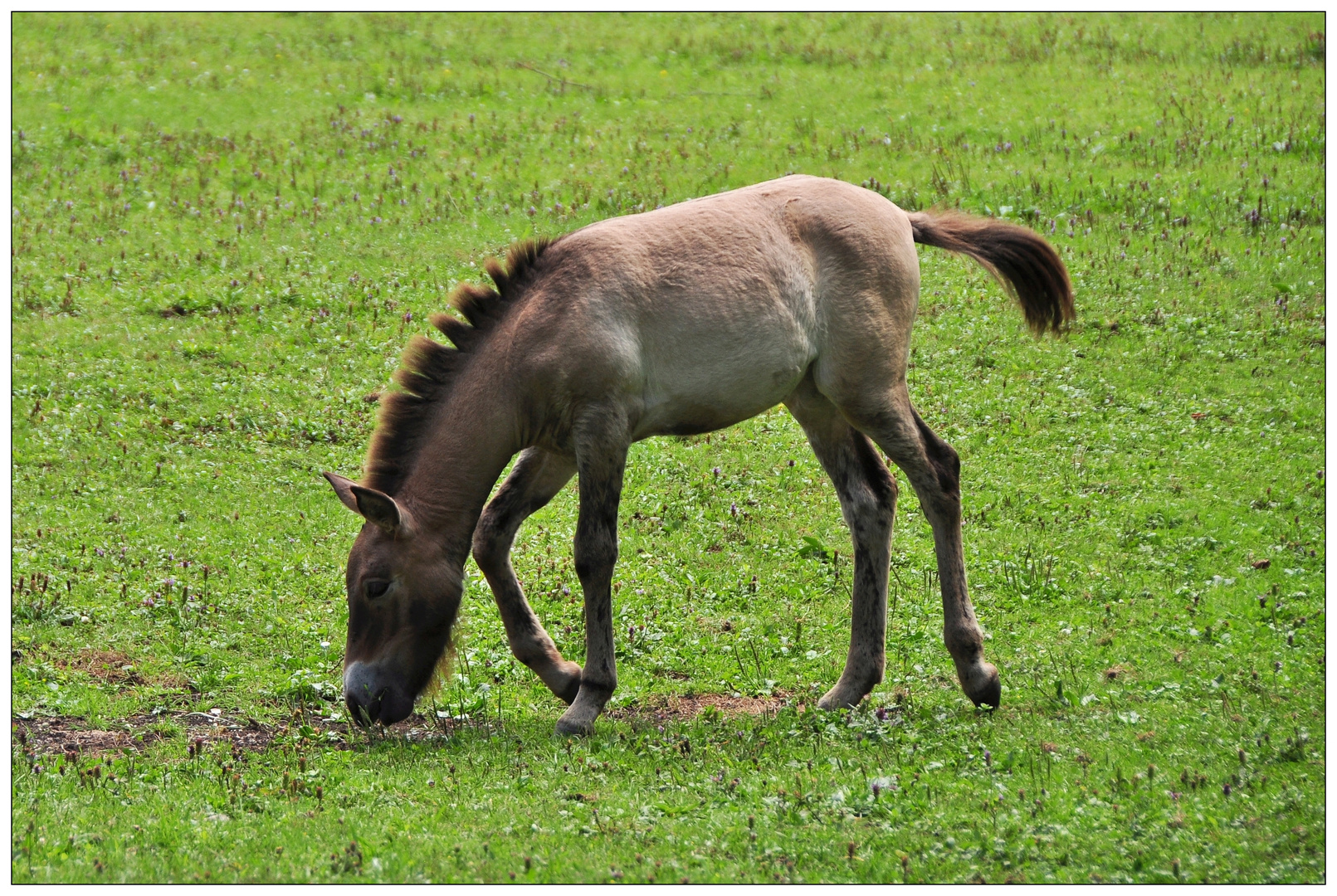 Przewalski Fohlen