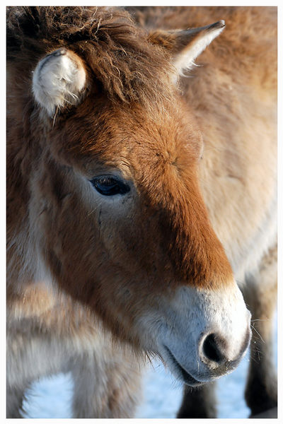 Przewalski-Fohlen