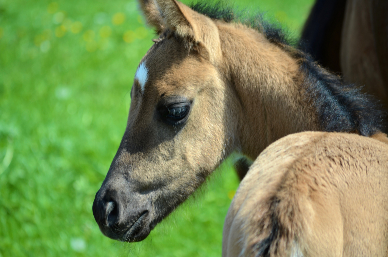 Przewalski Fohlen