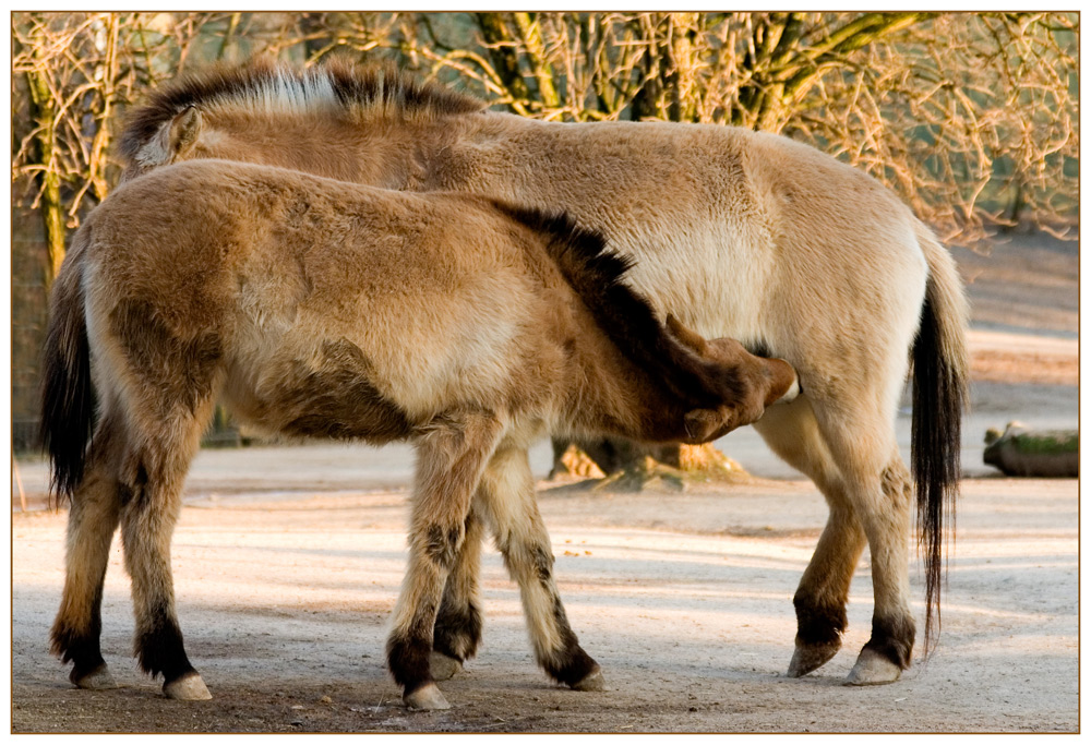 Przewalski-Fohlen an der Milchbar