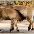 Przewalski-Fohlen an der Milchbar