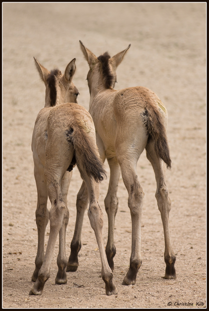 Przewalski Fohlen "Elegante Ansicht von hinten"