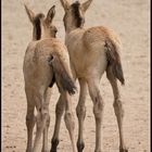 Przewalski Fohlen "Elegante Ansicht von hinten"