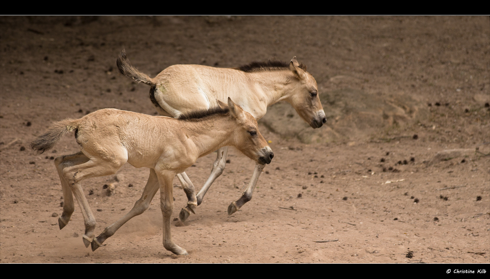 Przewalski Fohlen "Ich bin schneller ..."