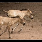 Przewalski Fohlen "Ich bin schneller ..."