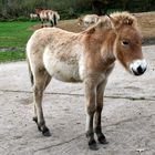 Przewalski Fohlen im Wisentgehege Springe