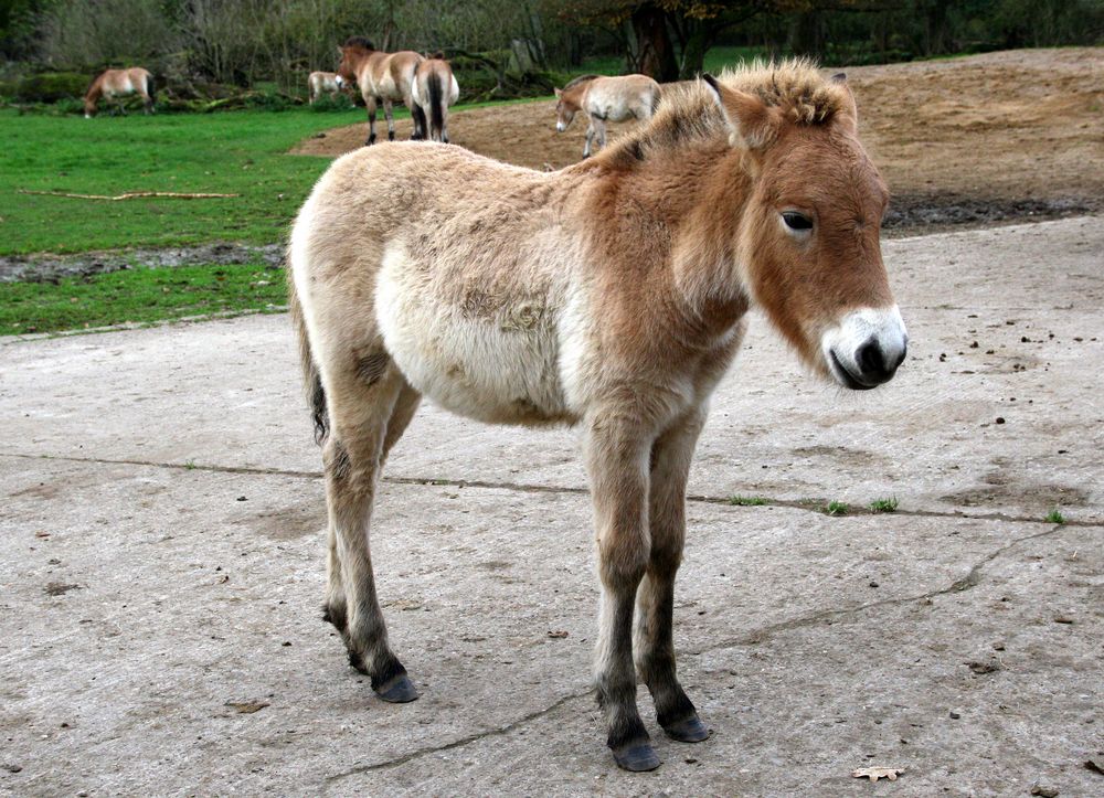 Przewalski Fohlen im Wisentgehege Springe