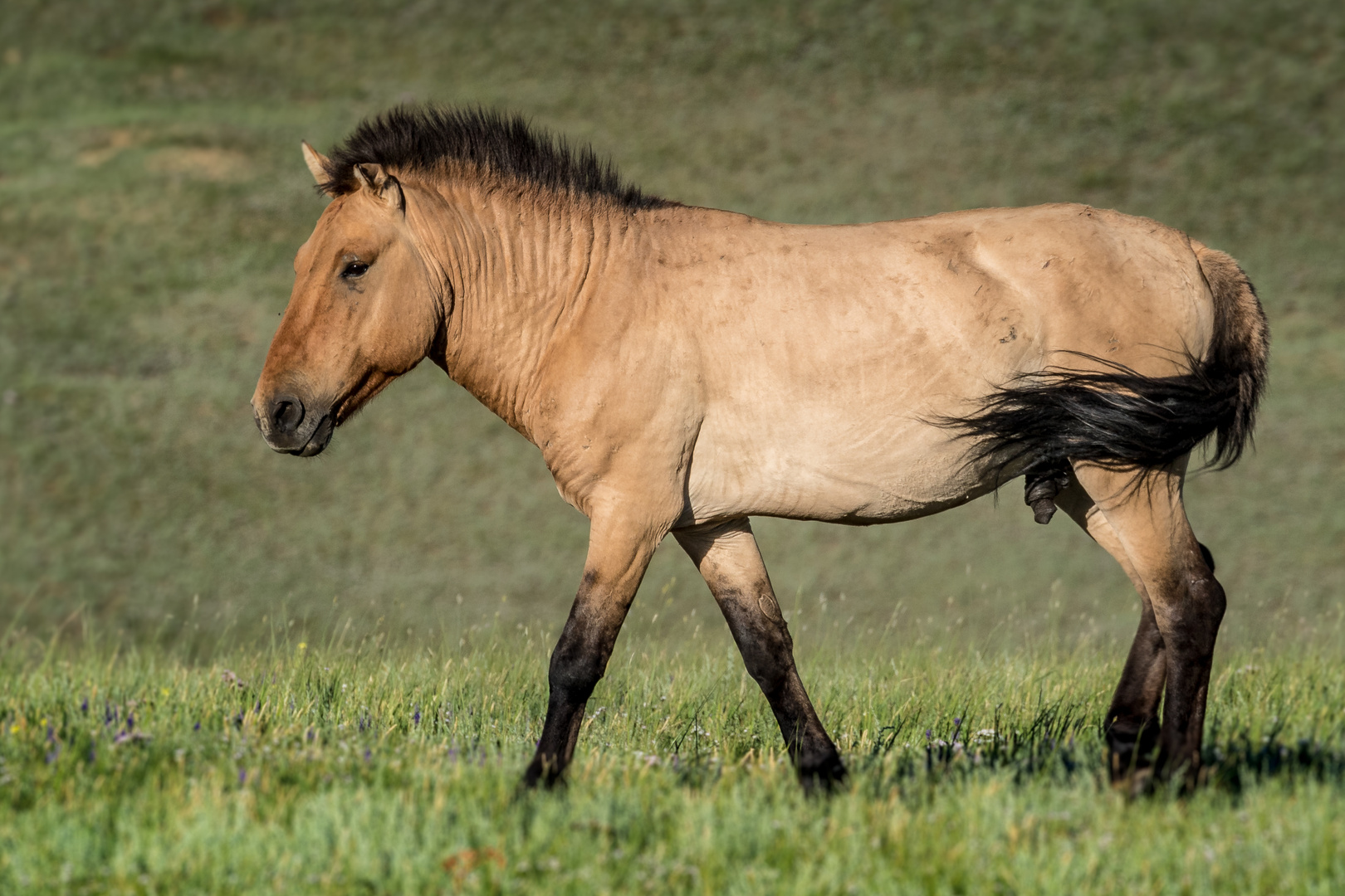 Przewalski horse at Hustai National Park