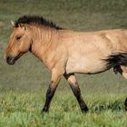 Przewalski horse at Hustai National Park