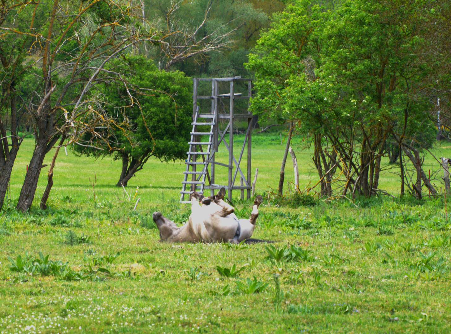 Przewalski Pferd