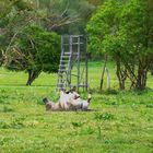 Przewalski Pferd