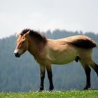 Przewalski-Pferd