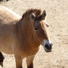 Przewalski Pferd