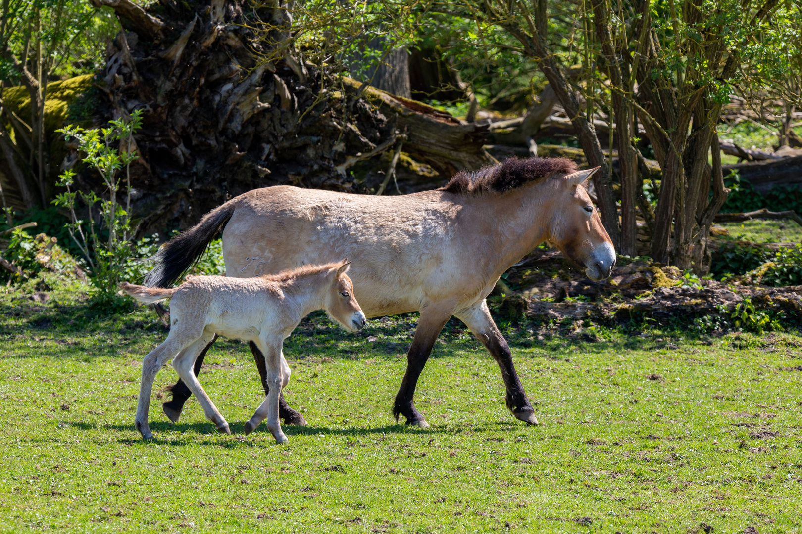 Przewalski-Pferd