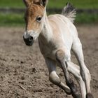 Przewalski Pferd