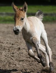 Przewalski Pferd