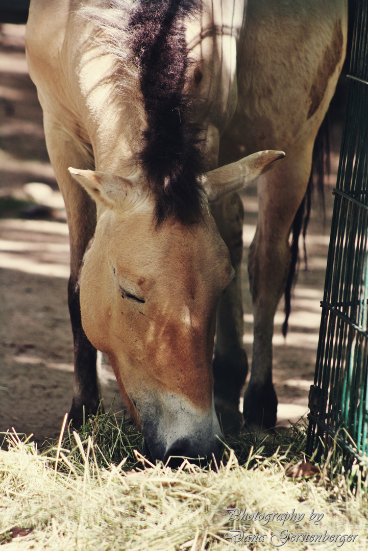 Przewalski Pferd