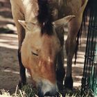 Przewalski Pferd