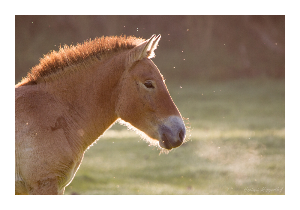 Przewalski-Pferd