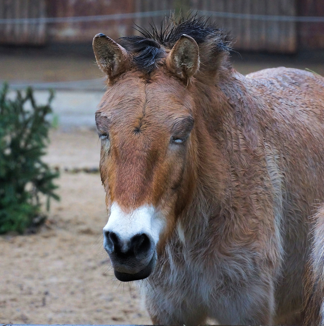 Przewalski-Pferd Foto & Bild | natur, münster, zoo Bilder auf fotocommunity