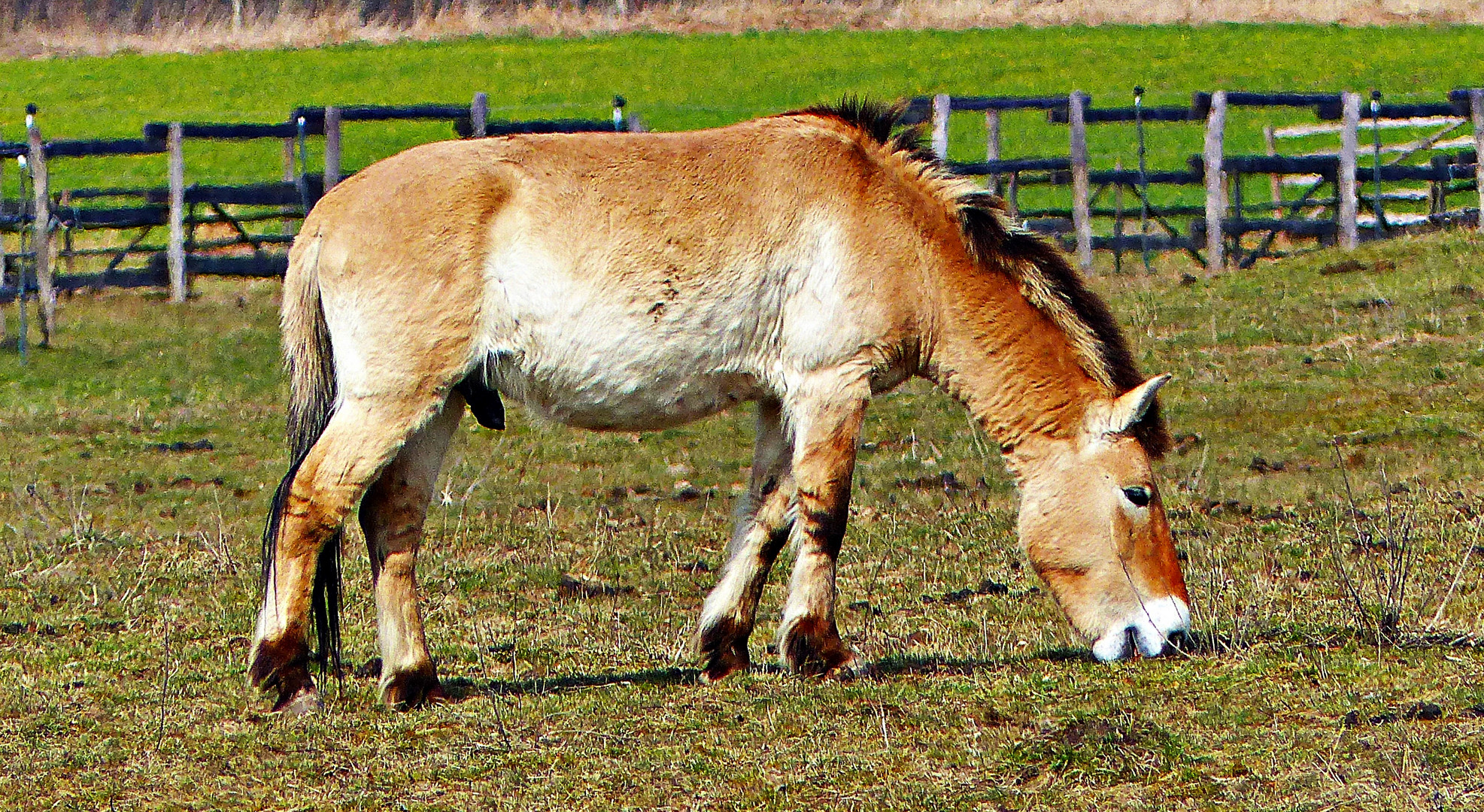 Przewalski-Pferd