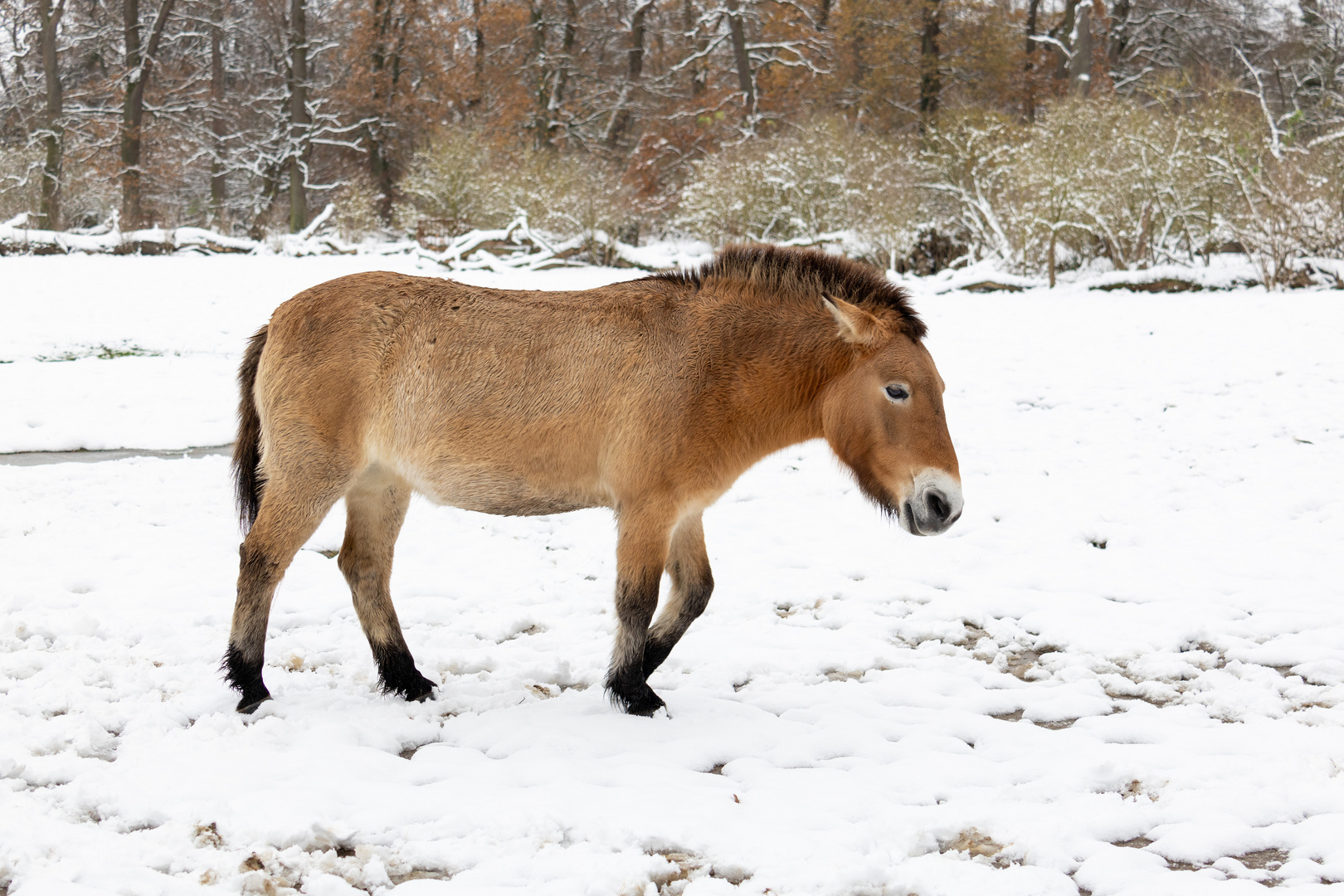 Przewalski-Pferd